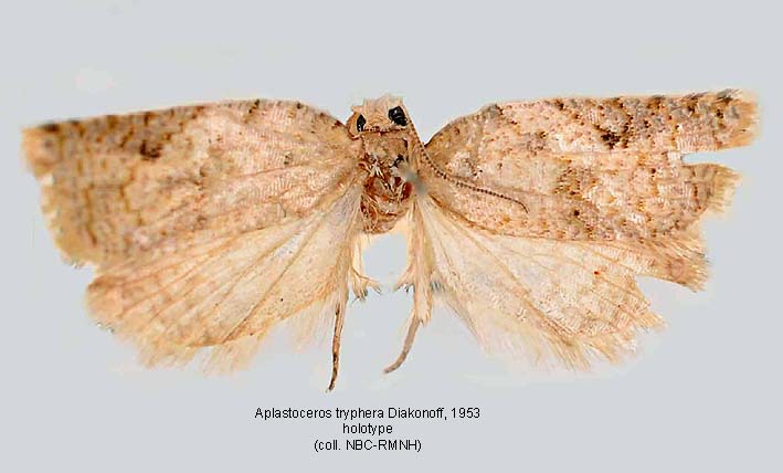 Papua Insects Foundation (Lepidoptera/Tortricidae)
